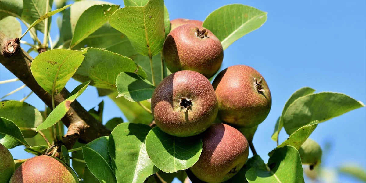 Benefits of emu apple extract in skincare