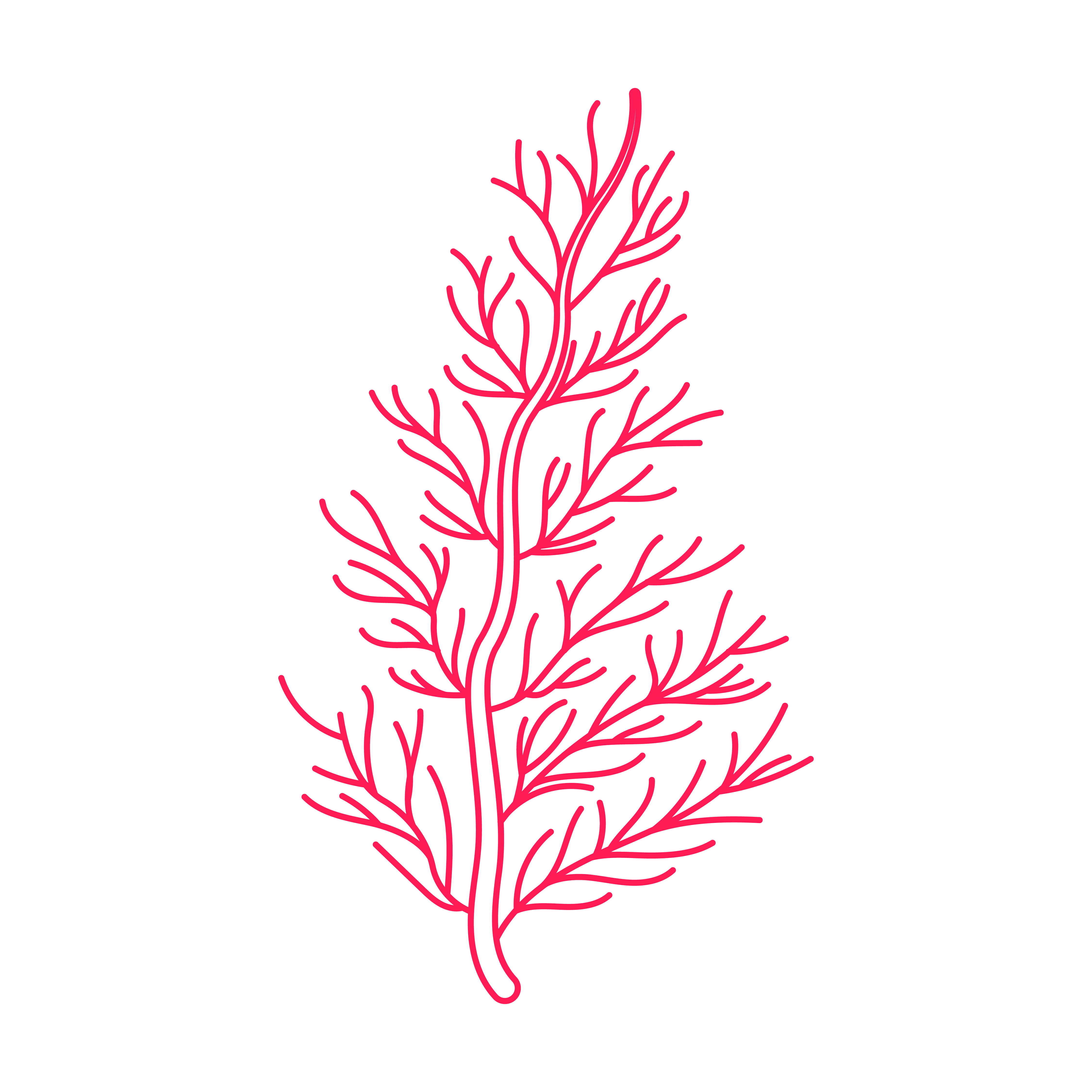 Cedar